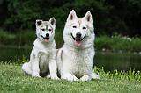 SIBERIAN HUSKY 380